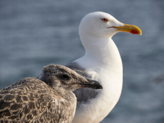 Gaviotas de la isla de Tabarca (Alicante - España)