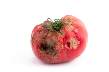 Rotten big tomato isolated on white background