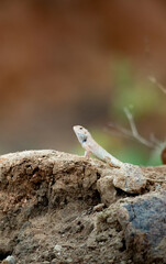 Oriental Garden lizard walking - portrait mode