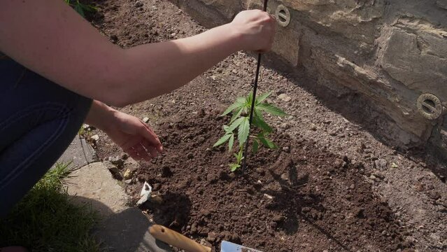 Frau bindet Cannabis Pflanze an Stock fest damit sie nicht weg weht