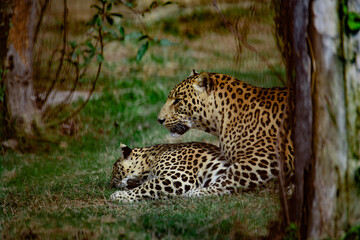 A Male leopard playing with his mate in a safari