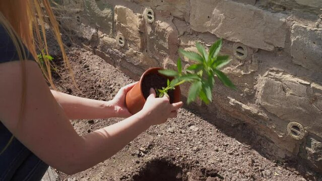 Cannabis draussen Anbauen. Legalisierung 01.04.2024 Deutschland. Frau nimmt Planze aus Topf heraus um sie draussen einzupflanzen