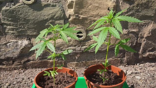 2 Cannabis Pflanzen in T&ouml;pfen Bl&auml;tter wehen im Wind 