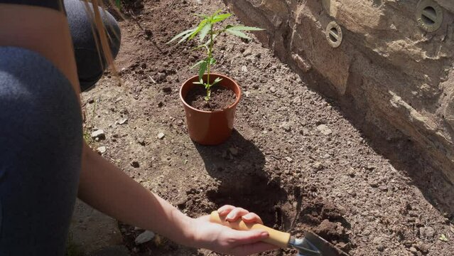 Frau gr&auml;bt ein Loch um eine Cannabis Pflanze einzupflanzen