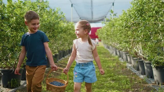 Cute little girl and her brother carry a wicker basket with fresh blueberries and walk through the rows at the family organic farm having fun and smiling during fruit picking