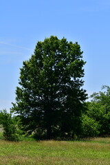 Oak Tree in a Field