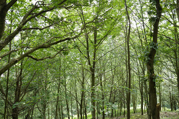 Naklejka premium Trees in the woods