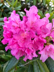 Blooming pink rhododendron bushes in   a summer garden.  Floral background
