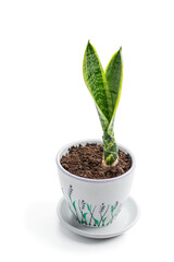 Baby Sansevieria plant in ceramic pot isolated on white background