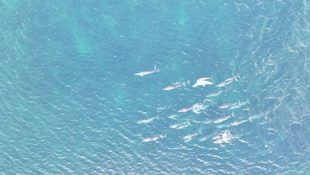 A pod of Spinner dolphins, Stenella longirostris, swims through blue seas in a remote part of Indonesia. These small, agile, and shy cetaceans are relatively common throughout the Indo-Pacific region.