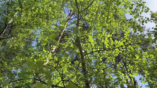 in spring in May, young leaves on the aspen sway in the wind
