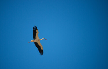 White stork (Ciconia ciconia) flying with spread wings to the right