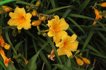 Fototapeta premium yellow daylillies