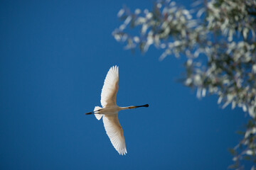 Eurasian spoonbill (Platalea leucorodia) in flight, seen from below. Spain