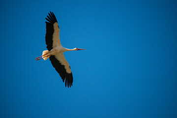 White stork (Ciconia ciconia) flying with spread wings to the right
