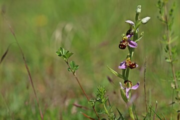 Bienen-Ragwurz (Ophrys apifera)