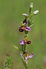 Bienen-Ragwurz (Ophrys apifera)