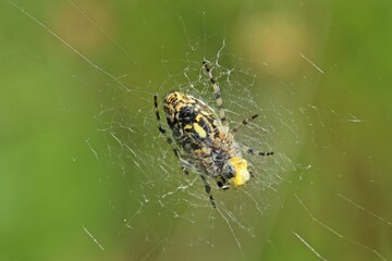 Eichblatt-Radspinne (Aculepeira ceropegia) von unten
