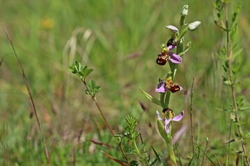 Bienen-Ragwurz (Ophrys apifera)