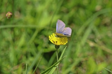 Abgeflogener männlicher Hauhechel-Bläuling (Polyommatus icarus) auf Habichtskraut