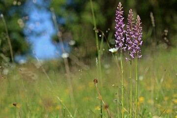 Gymnadenia conopsea (Mücken-Händelwurz) auf Kalkmagerrasen