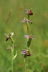 Bienen-Ragwurz (Ophrys apifera)