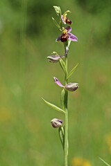 Bienen-Ragwurz (Ophrys apifera)