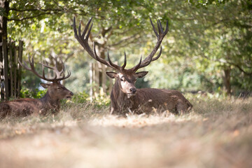 Deer in Richmond Park, London