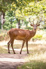 Deer in Richmond Park