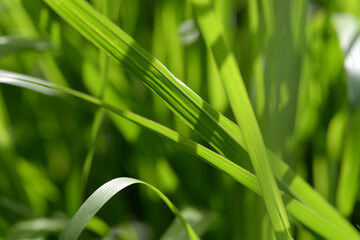 葉模様　自然の造形