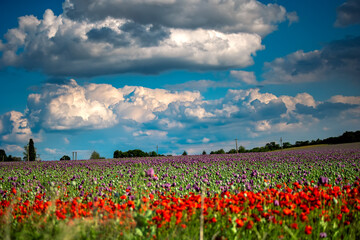Blossom of purple poppy field against blue cloudy sky. Flowering Papaver with unripe seed heads at windy day. Maturing blue poppy flowers with pods in agriculture. Medical plants with straws.