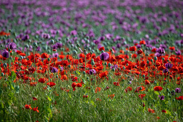poppy-head, poppy, poppies, red poppy, petal, plant, papaver, ripe, opium poppy, somniferum,...