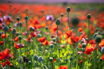 Fototapeta premium Blossom of purple poppy field against blue cloudy sky. Flowering Papaver with unripe seed heads at windy day. Maturing blue poppy flowers with pods in agriculture. Medical plants with straws.
