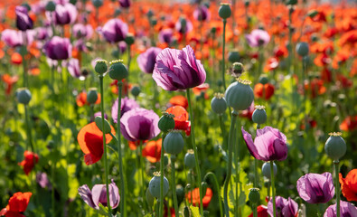 Blossom of purple poppy field against blue cloudy sky. Flowering Papaver with unripe seed heads at windy day. Maturing blue poppy flowers with pods in agriculture. Medical plants with straws.