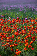 Blossom of purple poppy field against blue cloudy sky. Flowering Papaver with unripe seed heads at windy day. Maturing blue poppy flowers with pods in agriculture. Medical plants with straws.