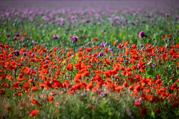 Blossom of purple poppy field against blue cloudy sky. Flowering Papaver with unripe seed heads at windy day. Maturing blue poppy flowers with pods in agriculture. Medical plants with straws.