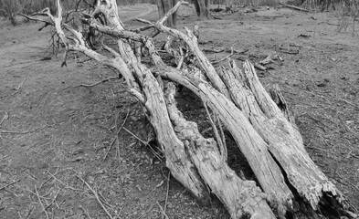 A fallen tree trunk lies decomposing on a barren landscape, showcasing nature's cycle of life and decay.