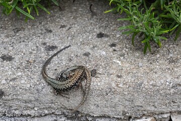 close up of a wall lizards mating