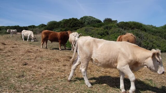 cows grazing freely sea and countryside