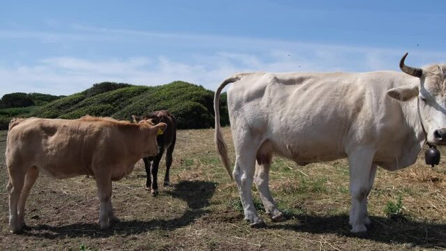 cows grazing freely between countryside and sea