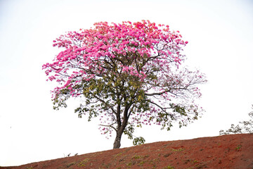 Obraz premium Handroanthus heptaphyllus. Close up of beautiful Pink Trumpet Tree , Tabebuia rosea in full bloom. Ipê rosa,pink ipê.