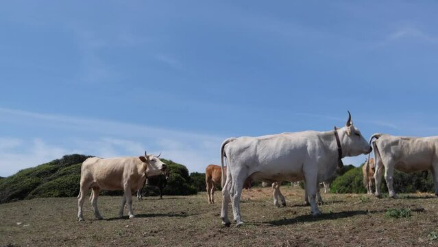 cows grazing freely between countryside and sea