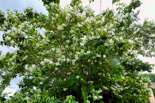A Mock Orange shrub (Philadelphus coronarius) in full flower
