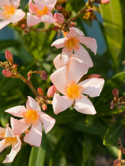 Pale Pink Flowers with Yellow Stamens