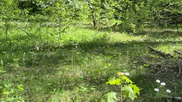 In the spring, in May, a mother-and-stepmother faded away in a mixed forest