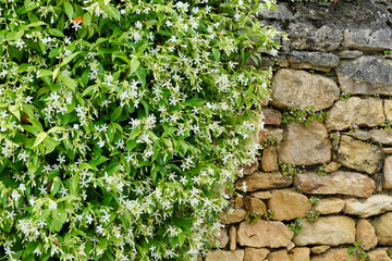 Star Jasmine shrubs (Trachelospermum jasminoides) in full flower growing over a limestone wall
