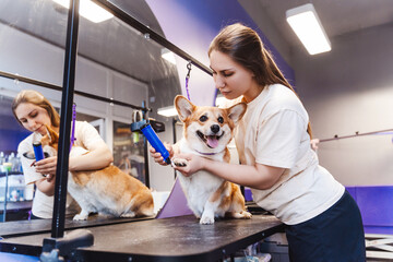 Female professional groomer trimming haircut dog at pet spa grooming salon