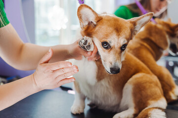 Cropped view of the groomer woman holding cream and moisturizing paws of corgi dog