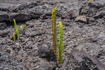 Polypodium pellucidum var. vulcanicum. Hawaii Volcanoes National Park, July 1974 Lava Flow from...