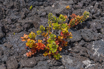 Metrosideros polymorpha, the ʻōhiʻa lehua, is a species of flowering evergreen tree in the myrtle family, Myrtaceae, Hawaii Volcanoes National Park, July 1974 Lava Flow from Fissure vent